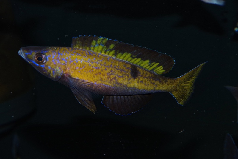 Cyprichromis microlepidotus 'Kiriza'